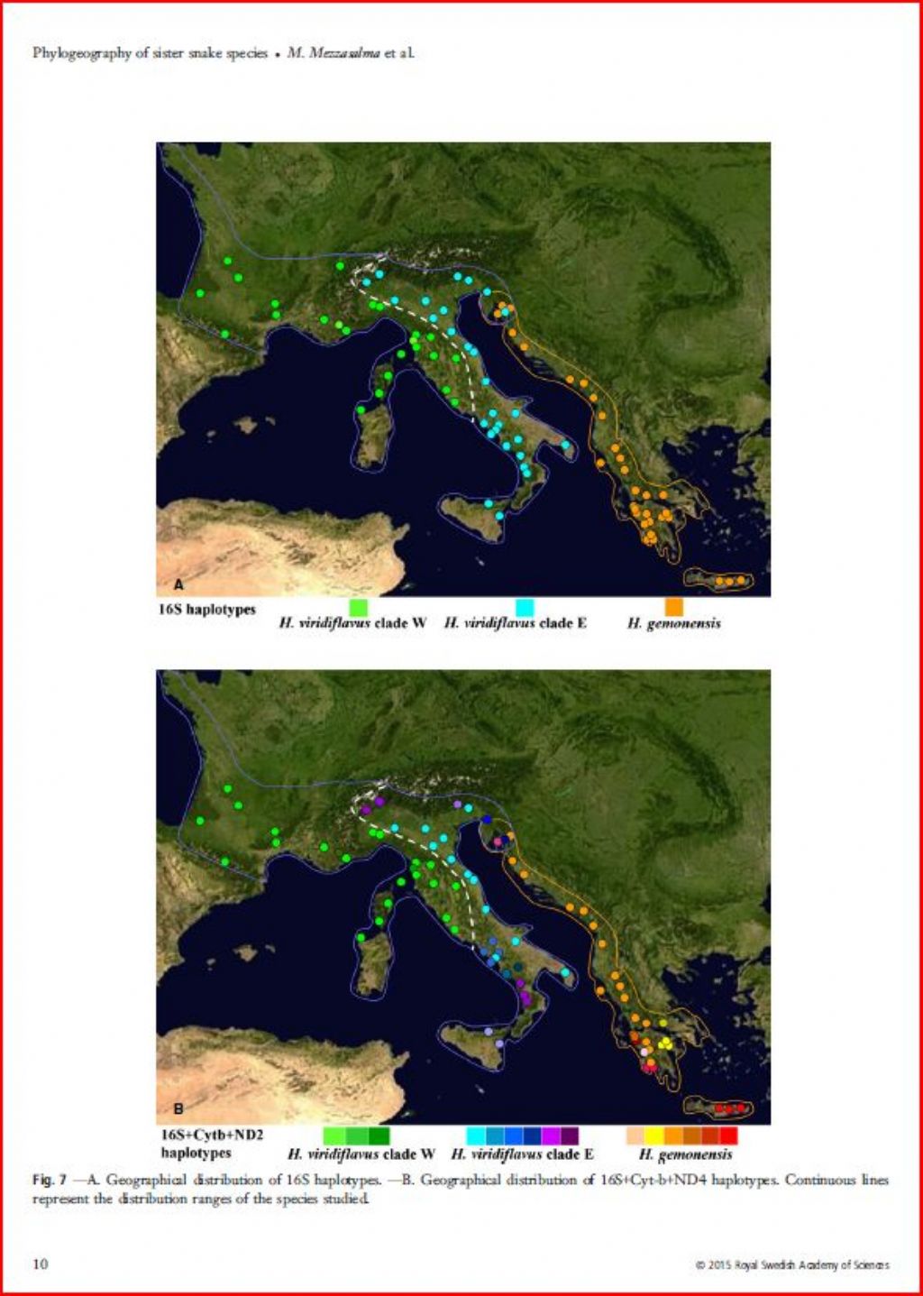 Due specie di Biacchi in Italia